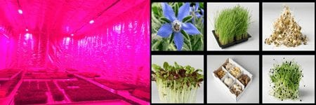 Mars Garden Feature