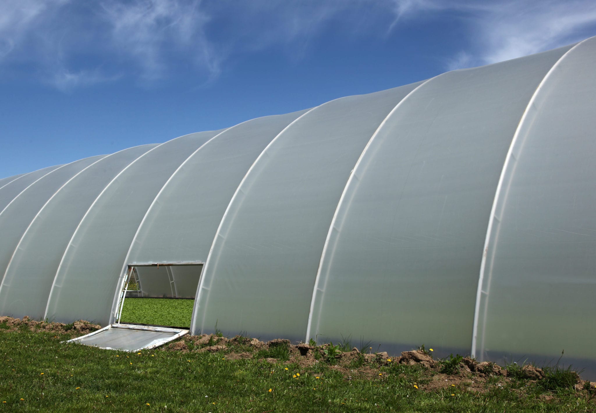 mushroom-polytunnel