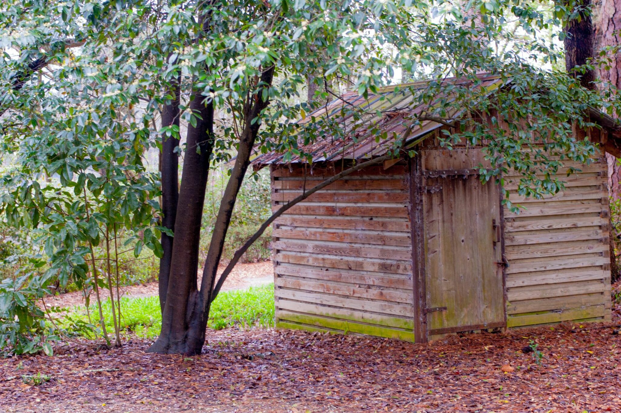 Shed